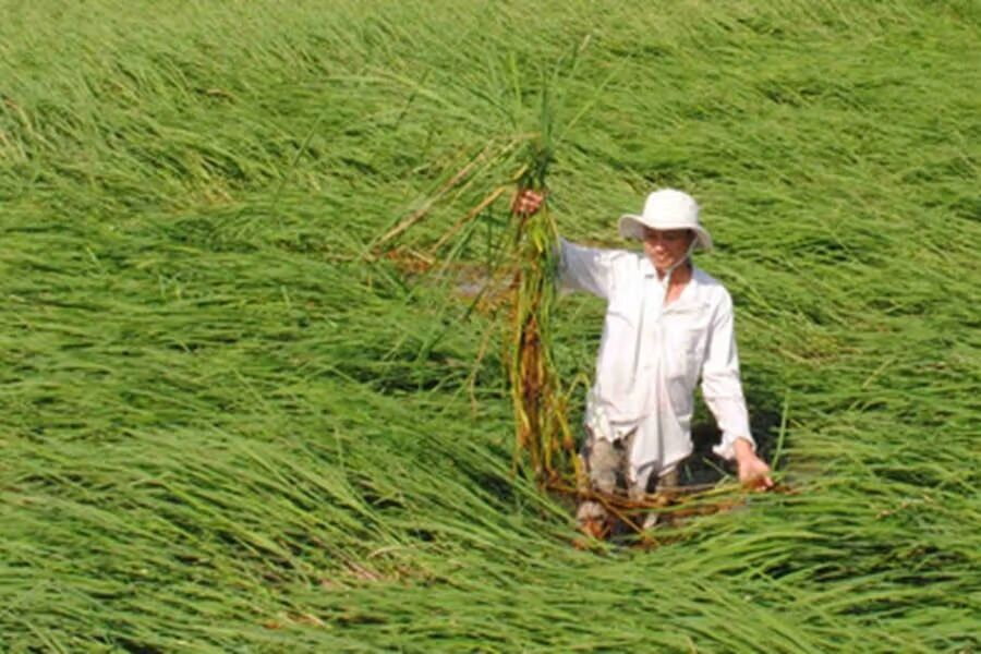 Gạo Lúa Mùa Nổi Là Gì? Tại Sao Nổi Tiếng Trên Thế Giới